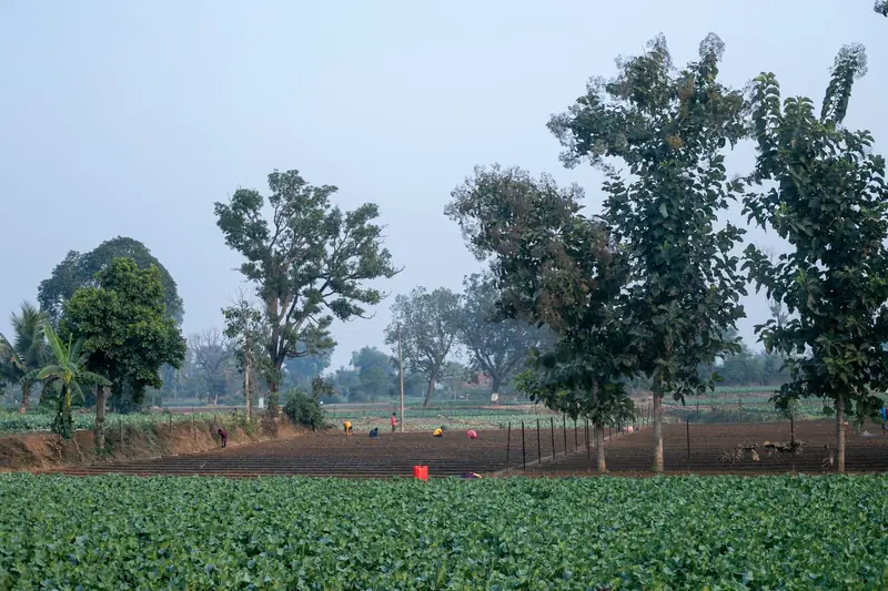 Farmers working together in a field in Mungeli, India