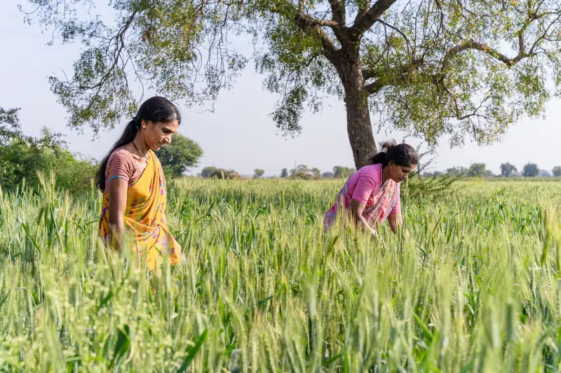 Two women working in a green agricultural field in India