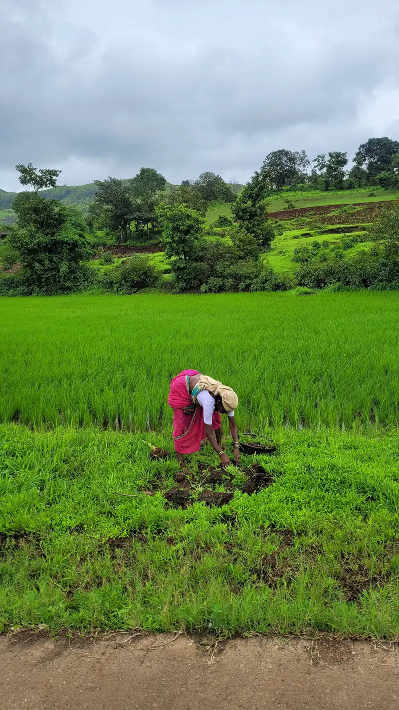 A woman working among crops in Nashik, India