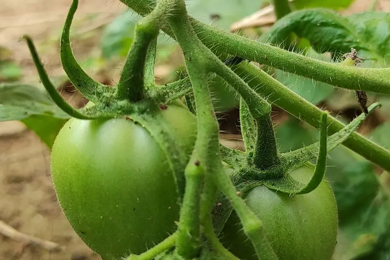 Unripe tomatoes growing on a vine in Odisha, India